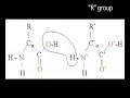 What are Amino Acids, David? What are Amino Acids, David?