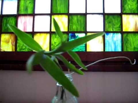 how to grow epidendrum orchids