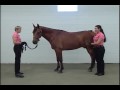 Activate Your Horse's Core