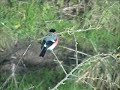 Eurasian Bullfinch
