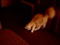 Kitten breaks door and runs!