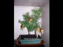 SQ69.BONSAI