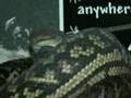 Snake Eats Pet Dog