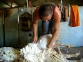 Real Shearing in Western Australia