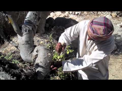 how to harvest frankincense