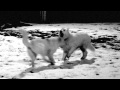 Kolkhorst Steppenwolf Official Music Video and Lyrics