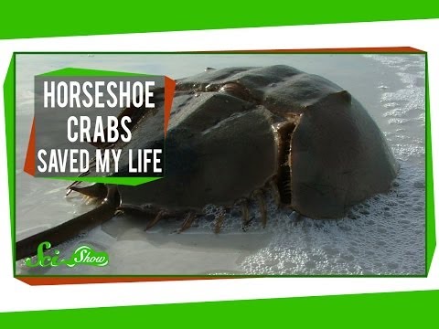 how to harvest horseshoe crab blood
