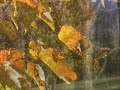 Panasonic PV-GS300 Test