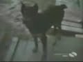 Dog Revolation