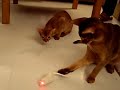 nina-gone-wild-iii.html
