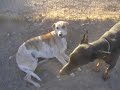 Dog Days 1 at Happy Trails with Farmer Paul Dog Days 1 at Happy Trails with Farmer Paul