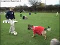 A German Shephard Tackles Fernando Torres! A German Shephard Tackles Fernando Torres!