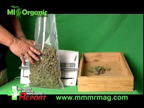 how to harvest dry and cure weed