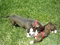 apbt fight