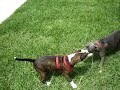 APBT FIGHT APBT FIGHT
