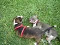 apbt fight