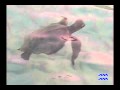 Sea Turtle