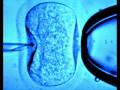 La fecundación in vitro