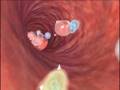 Immune Response
