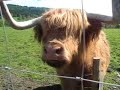 Hamish the hairy coo