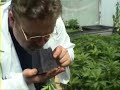 Cloning Marijuana - Part 2