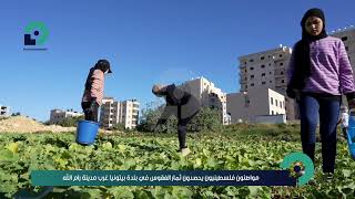 مواطنون فلسطينيون يحصدون ثمار الفقوس في بلدة بيتونيا غرب مدينة رام الله مواطنون فلسطينيون يحصدون ثمار الفقوس في بلدة بيتونيا غرب مدينة رام الله