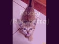 KIZZY Y MICHELL, GATITOS EN ADOPCION