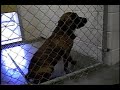 animal-adoption.html