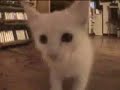 kitten
