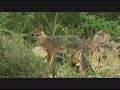 Tortolita Easement 1of 2 (Public): I wanted to share a video with everyone that was recently photographed of the public and prescriptive easements. See for yourself what Saguaro Ranch is trying to 