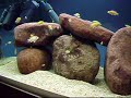 Labidochromis caeruleus