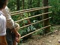 Orangutans in Sumatra Orangutans in Sumatra