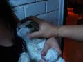 martin el gato mamon
