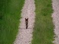 Renard roux (Vulpes vulpes)