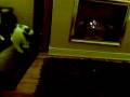 videos de Daisy the Kitten retrieving her toy ball