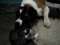 cat & dog( Saint Bernard)