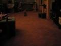 Norwich terrier vs toy
