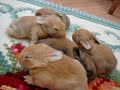 filhotes de coelhos