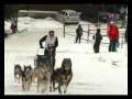 videos de Donovaly 2009 - Third central European open sleddog championship