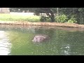 Click here to watch this video What is Satsuki Hippo speaking? かばのサツキが言いたいこと 豊橋zoo