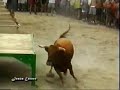 COGIDAS DE TOROS COGIDAS DE TOROS