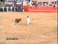 COGIDAS DE TOROS