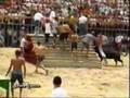 COGIDAS DE TOROS