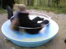 tourniket, le fou tourniket, le fou