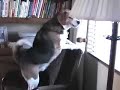Cocoa (Beagle) Barking At Computer Sound Effects