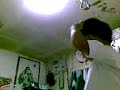 kyle dancing
