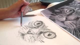 Cat time lapse drawing