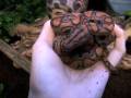 Brazilian Rainbow Boa New Cage