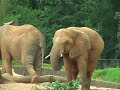 Caldwell Zoo Part II of II Caldwell Zoo Part II of II