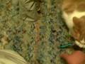 videos de The Cats vs. the Undead Army part this was pointless